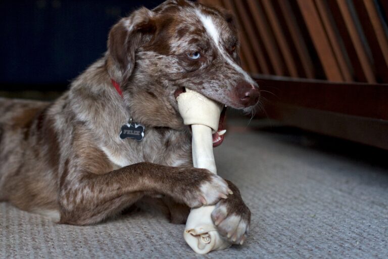 SEGURO HOGAR CUBRE MORDEDURA PERRO