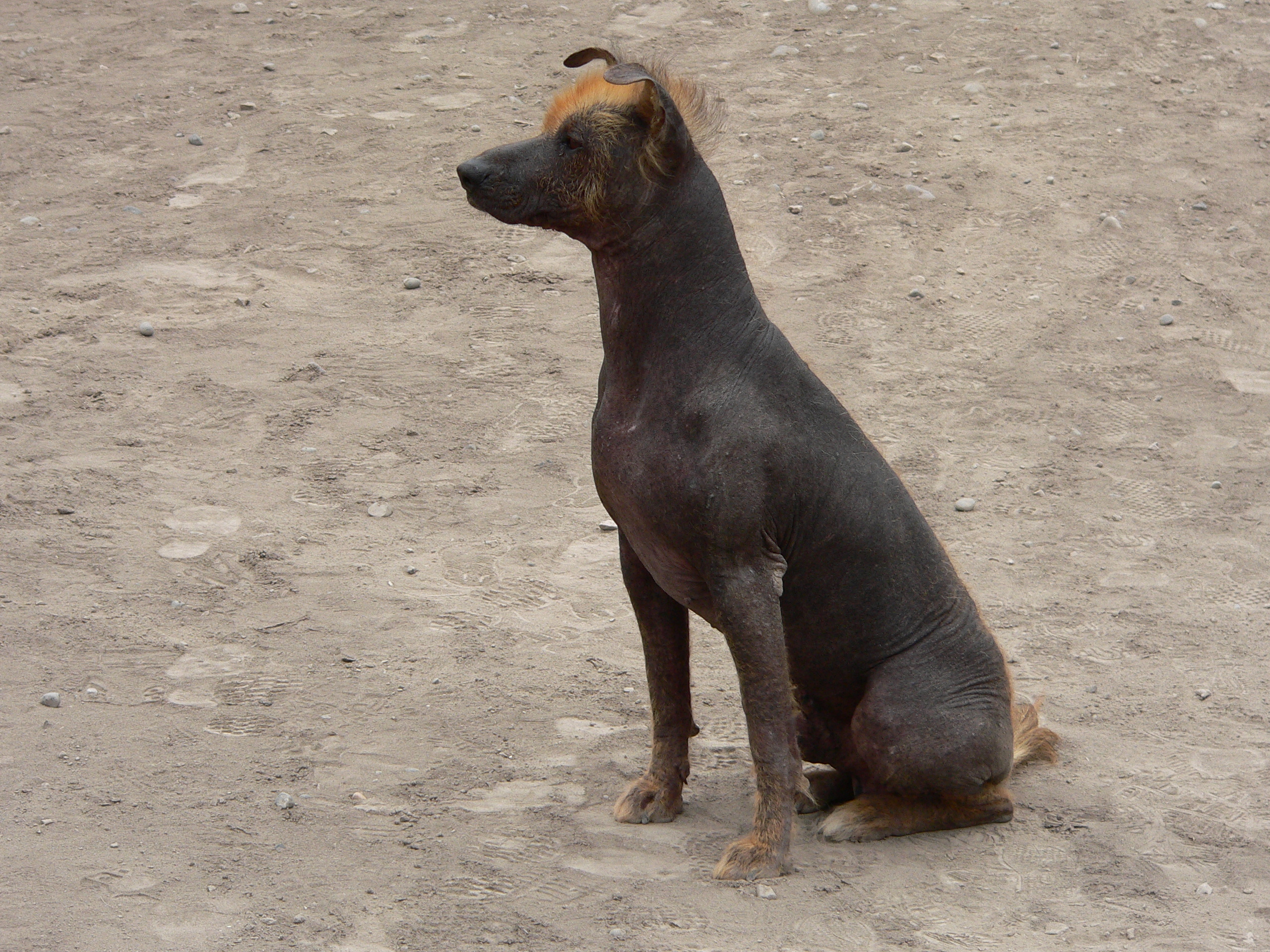 SEGURO HOGAR DAÑOS PERRO