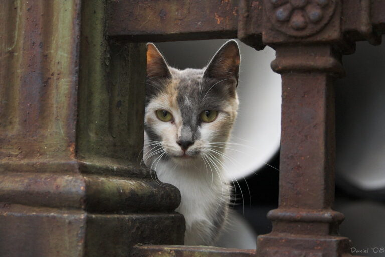 EL GATO TIENDA HOGAR
