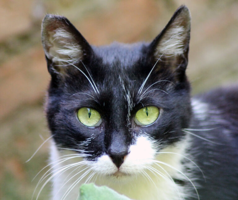 COMO ADAPTAR A TU GATO A UN NUEVO HOGAR
