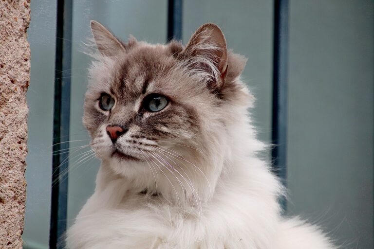 ADAPTACION DE GATOS A UN NUEVO HOGAR