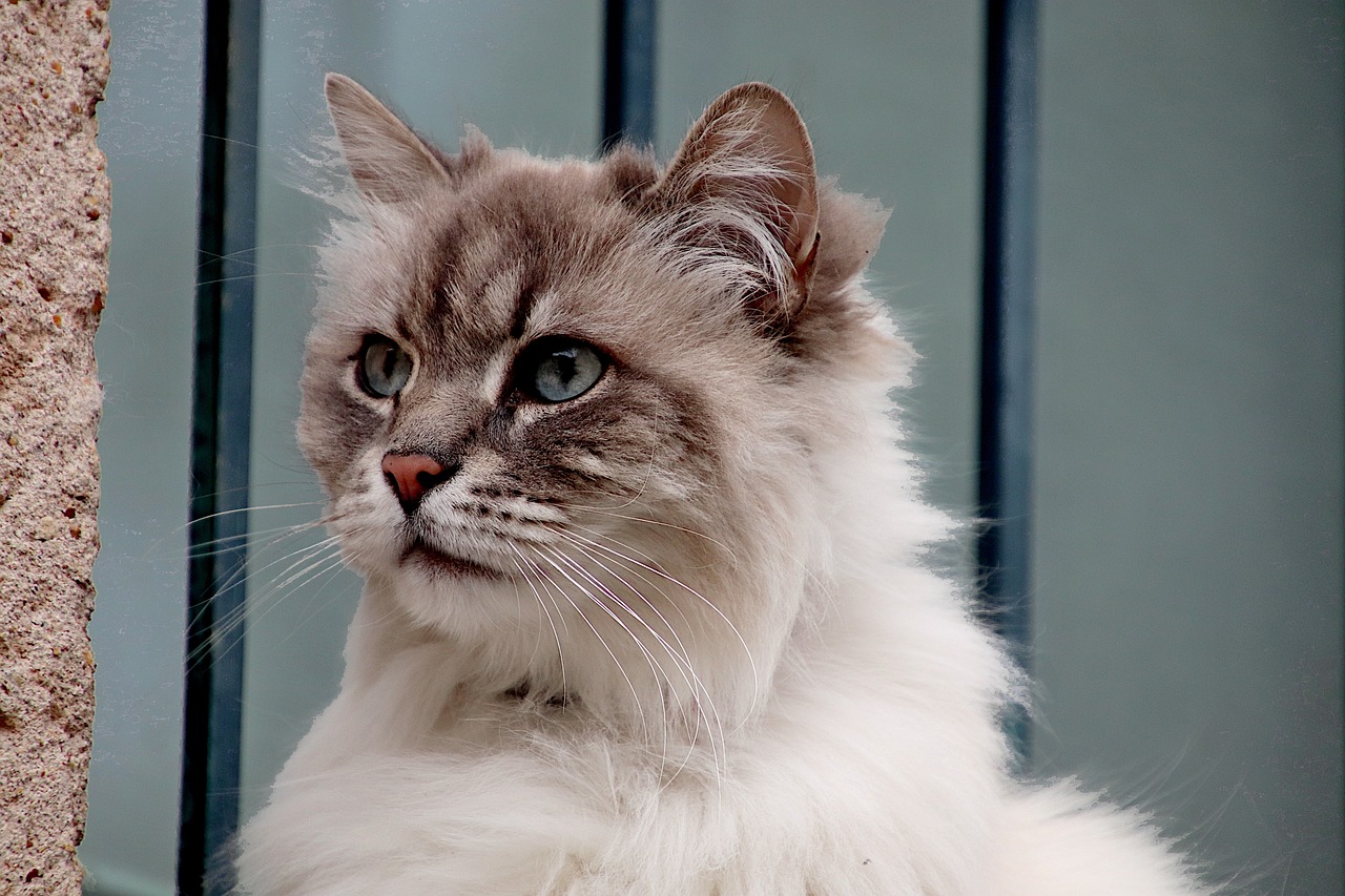 ADAPTACION DE GATOS A UN NUEVO HOGAR